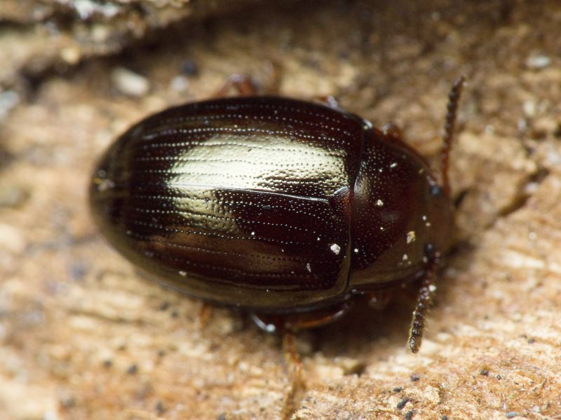 Scaphidema metallicum (Fabricius, 1792)
